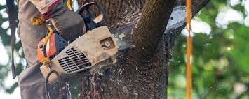 Professional Tree Removal in Venersborg, WA